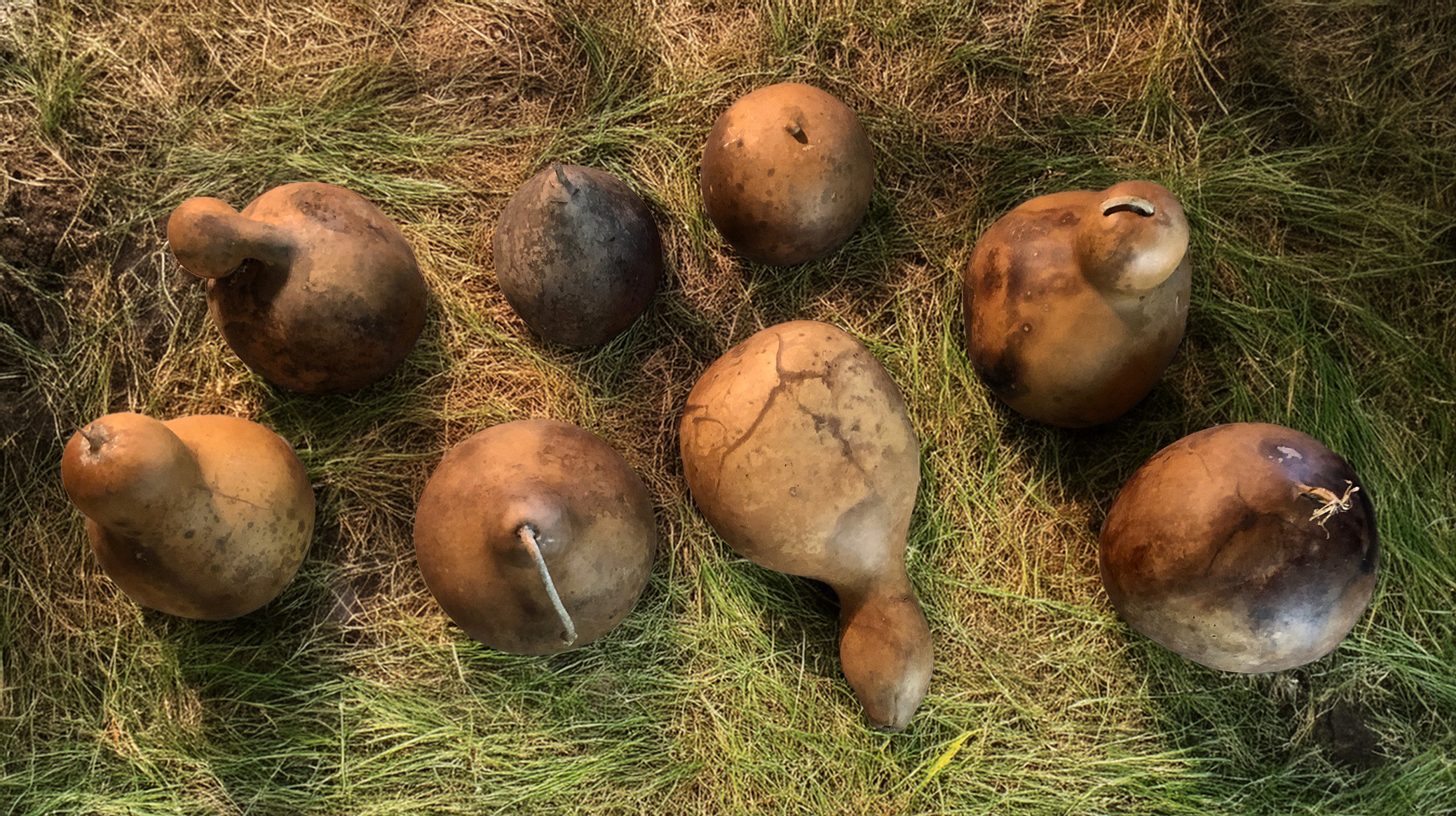 Gourds in Grass by Bryan Anthony Vallone